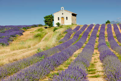 Tuinposter van Lavendel veld IV