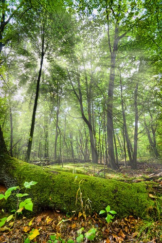 Teun's Tuinposters - Bosgezicht met zonlicht Teun's Tuinposters - Bosgezicht met zonlicht