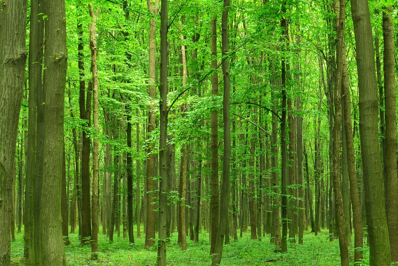 Tuinposter 'Groene bos'