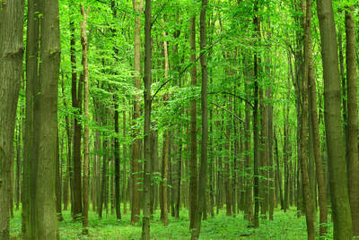 Tuinposter van Groene bos