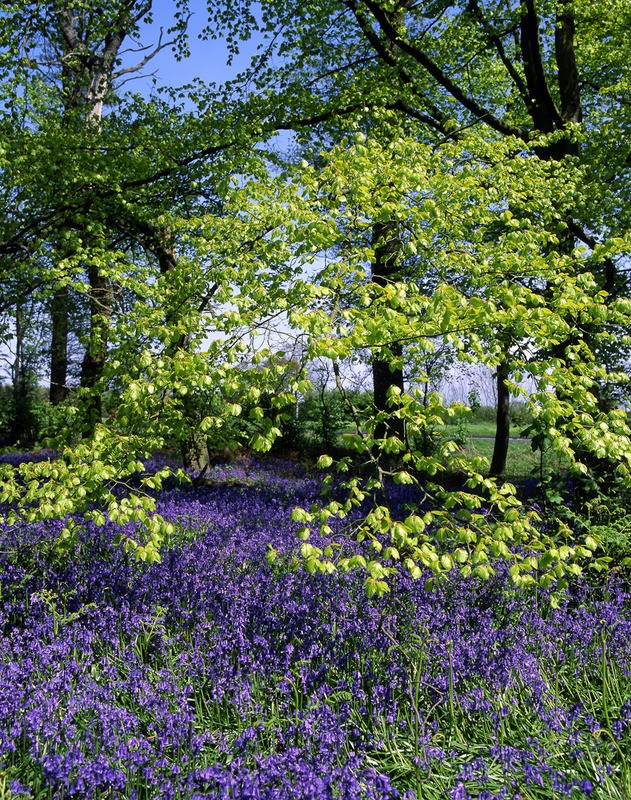 Tuinposter 'Lente bloei'