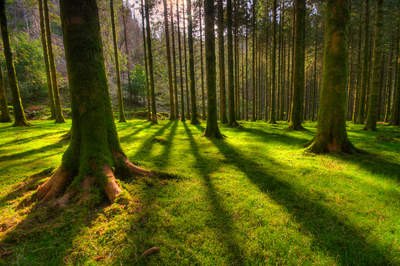 Tuinposter van Green forest