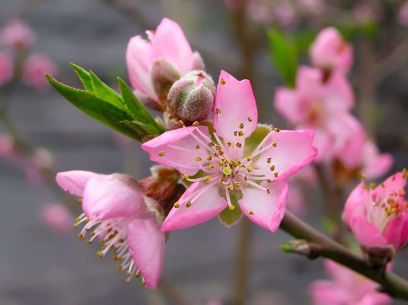 Tuinposter 'Roze bloem'