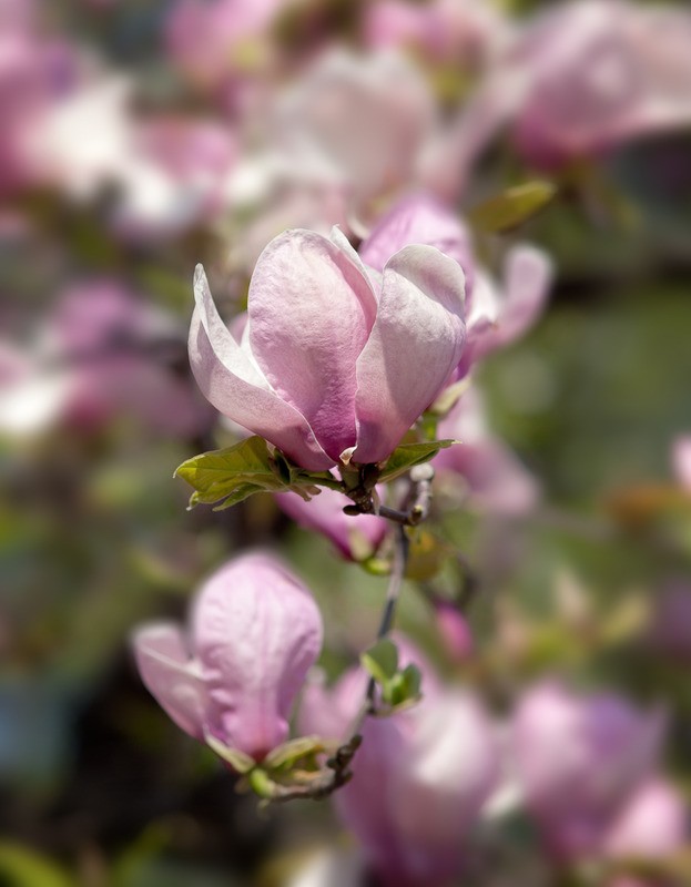 Tuinposter 'Roze bloem (macro)'