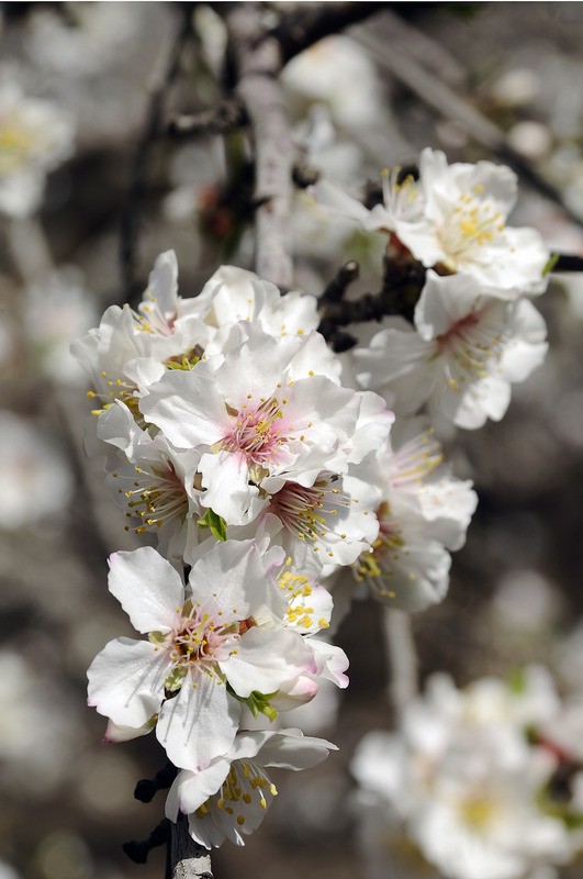 Tuinposter 'Witte bloemen'