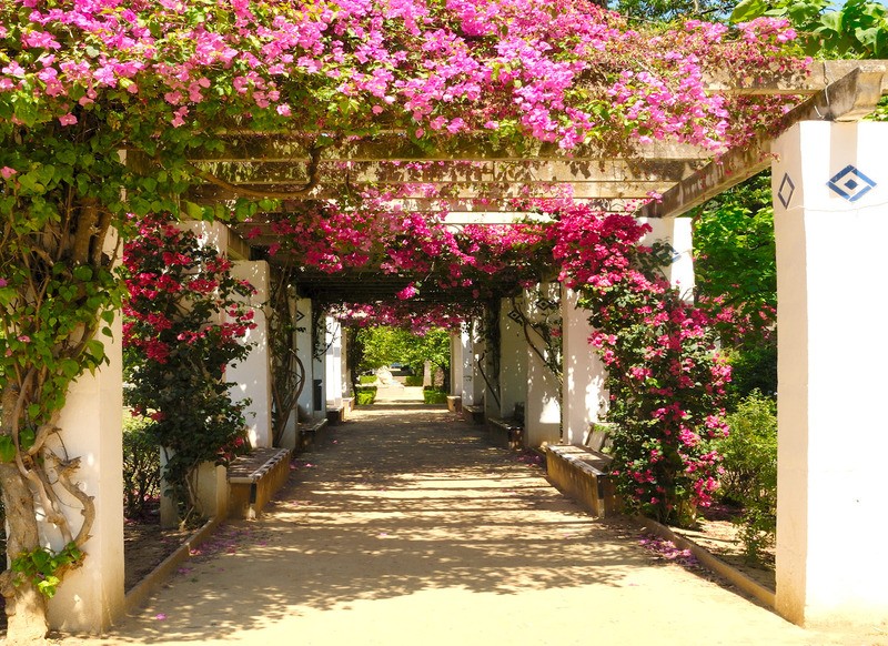 Tuinposter 'Rozen tunnel'