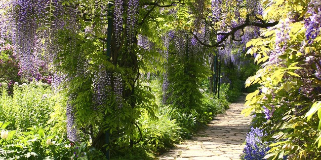 Tuinposter van Pad onder blauwe regen 