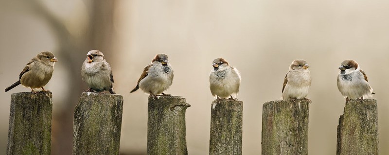 Tuinposter 'Musjes op paaltjes'