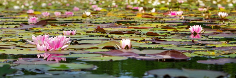 Tuinposter 'Panorama vijver'