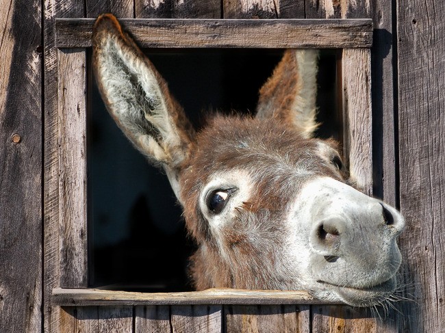 Teun's Tuinposters - Mr. Donkey Teun's Tuinposters - Mr. Donkey