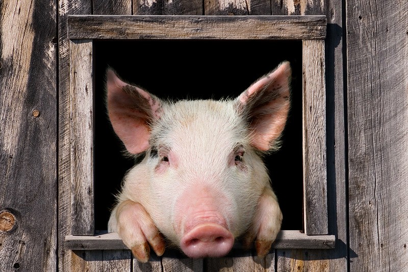 Tuinposter 'Mr. pig'