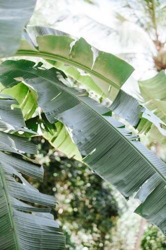 Teun's Tuinposters - Leaves