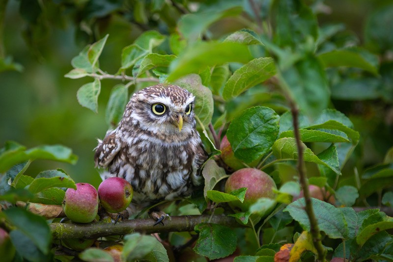 Tuinposter 'Uiltje'