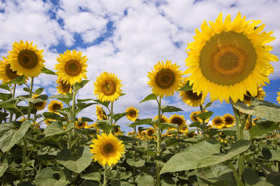 Tuinposter van Zonnebloemen op de voorgrond