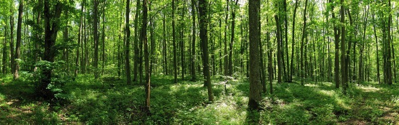 Tuinposter 'Bos '