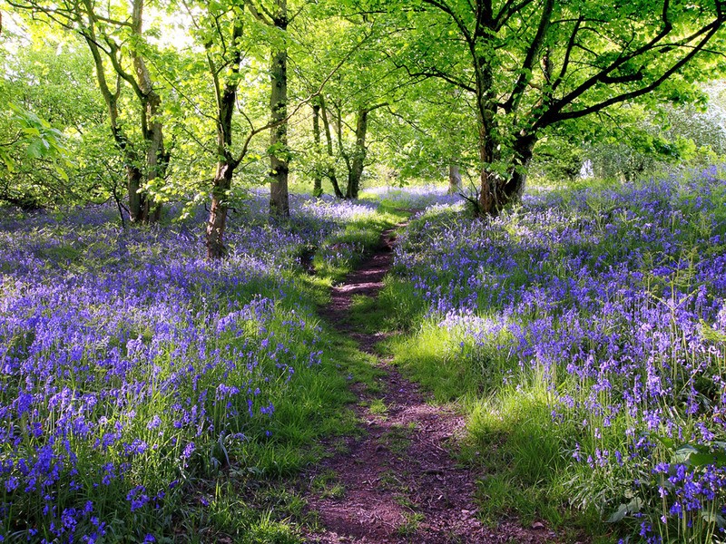 Tuinposter 'Boshyacint in bloei'