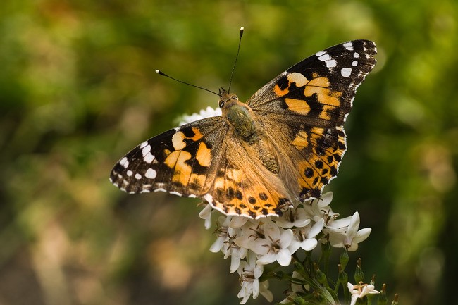 Teun's Tuinposters - Vlinder op bloem Teun's Tuinposters - Vlinder op bloem