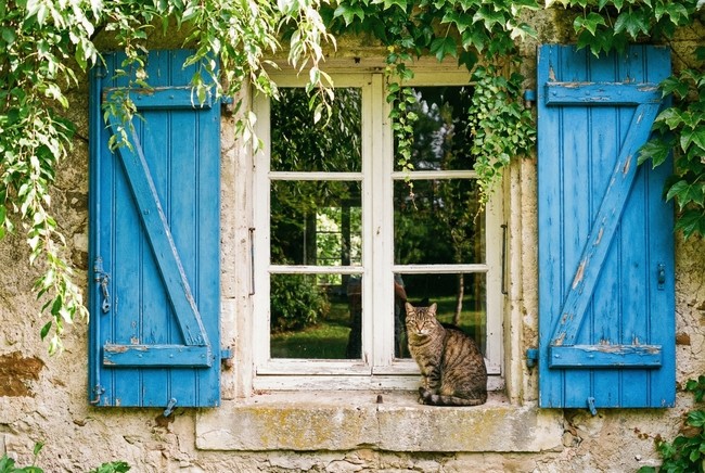 Teun's Tuinposters - Blauwe luiken met kat