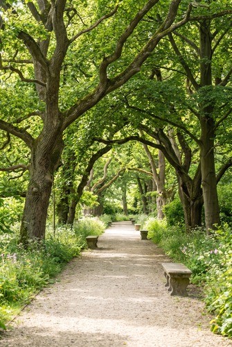 Teun's Tuinposters - Tunnel van bomen