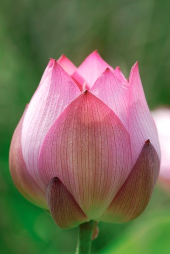 Teun's Tuinposters - Roze lotusbloem Teun's Tuinposters - Roze lotusbloem