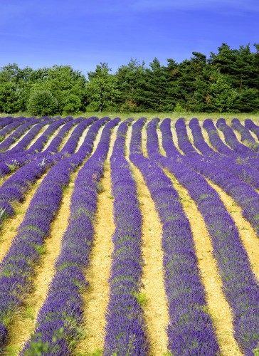 Teun's Tuinposters - Lavendelveld met banen