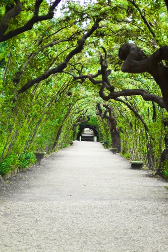 Teun's Tuinposters - Tunnel van bomen